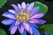 Water Lily